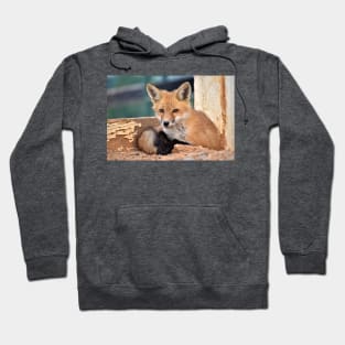 Red Fox Kit Hoodie